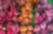 Image of colourful beets from the St. Jacobs Market