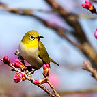 A bird sitting on a tree branch booth name is Conestoga Bird Feed 