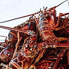 several fresh lobsters from Caudles Catch Seafood