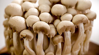 Shrooms