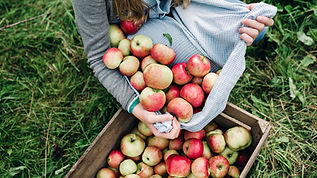 Bros Apple Farm