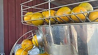 Jolly Juicer
