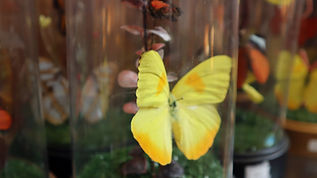 Butterfly Art