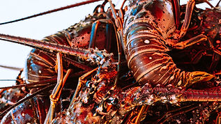 Caudles Catch Seafood