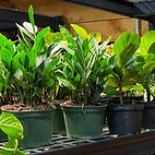 Several Plants displayed in the Moody Fig Booth 